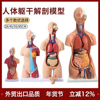 Medical Internal Organs, Human Organ Structure, Torso Anatomy Model, Heart Structure, Children's Detachable Teaching Toys