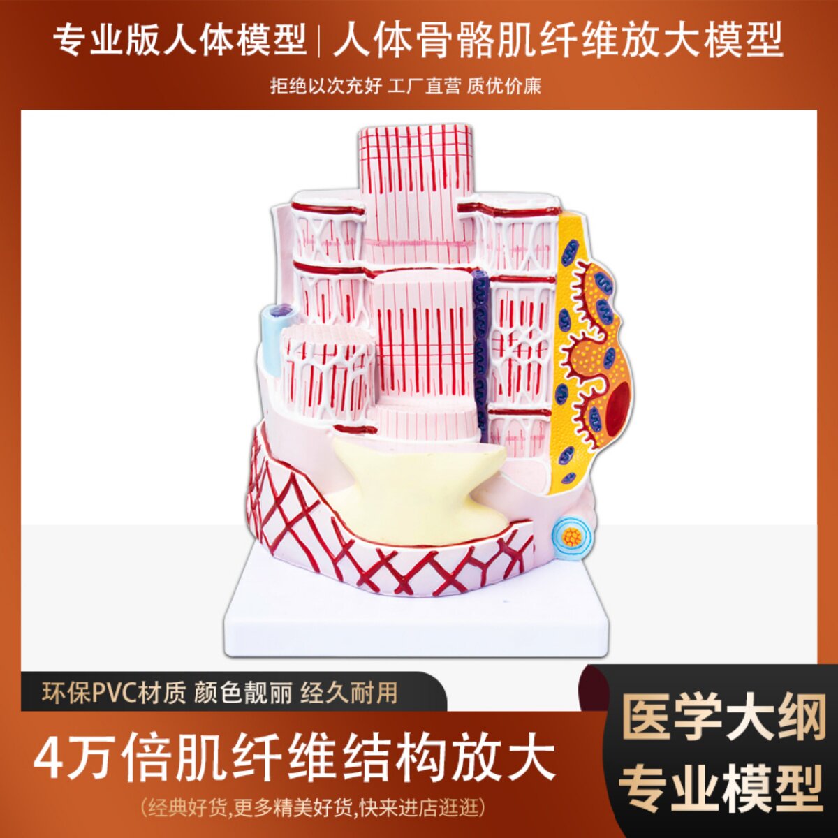 人体器官解剖模型骨骼肌肉纤维放大结构模型医院学校教学演示教具