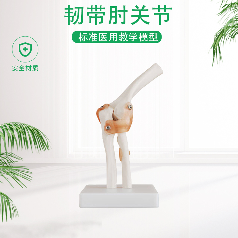 Elbow - joint model of human bone - sized bone - motion system model of skeleton