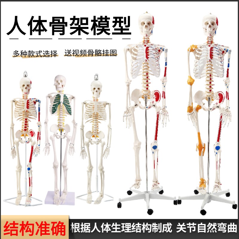 Human Skeleton Model 45 85cm Skeleton Model Human Spine Model Hospital Use Skeleton Skull