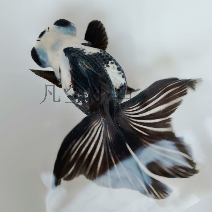 Butterfly tail goldfish live fry ornamental fish small goldfish cold water fish Lanshou easy to raise pet fish small fish