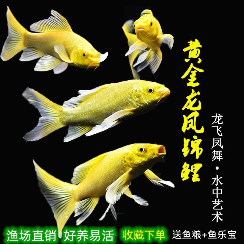 Golden Dragon Anchovies carp Merchants Platinum Dragon Phoenix good to raise live cold water small fry Living goldfish Ornamental Fish