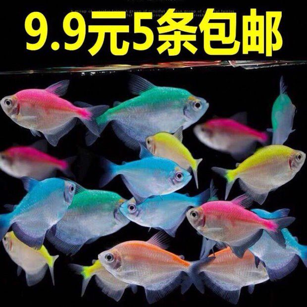 Watch fish pearl vest coloured living tropical fish small fish goldfish feed fish saplings
