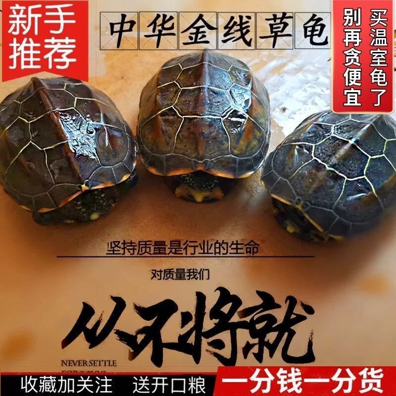 Red shell Merchants Golden Thread Turtle Outpond Subei Grass Turtle Small Turtle Pet Deepwater Fish Tank Mixed Turtle and Turtle Fry