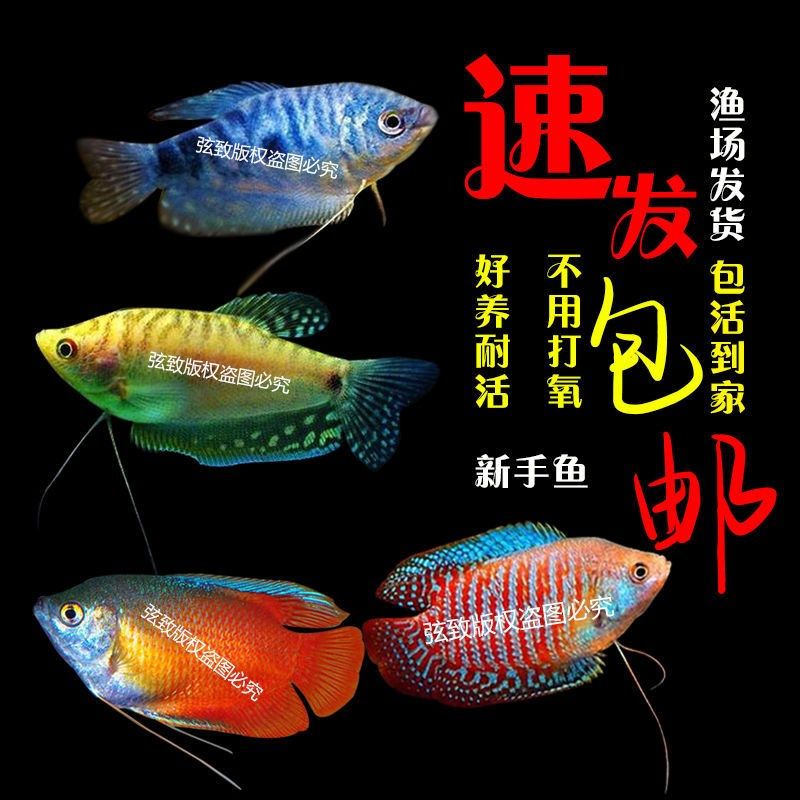 Colorful Lili fish ornamental fish gold Mandragon living fish blood red Lili fish freshwater fish small tropical fish