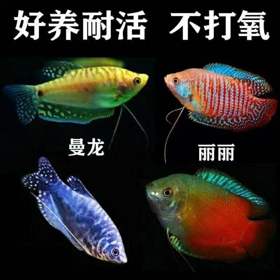 Colorful skirt fish ornamental fish colorful skirt fish live freshwater small tropical fish group swimming guppy goldfish pulling flag grass tank