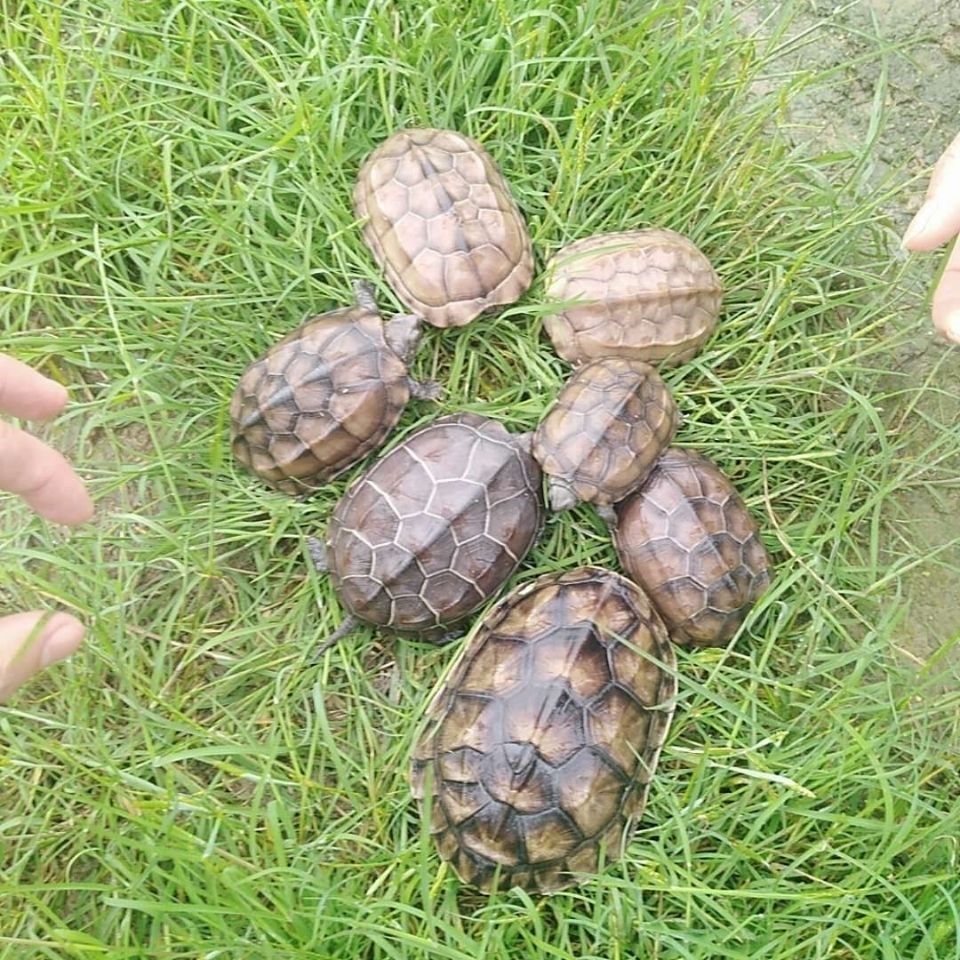 Turtle Living Things Pet Red Ear Turtle Fry Lovers Little Turtle Living Giant Brazilian Turtle Deep Water Turtle Turtles Lively