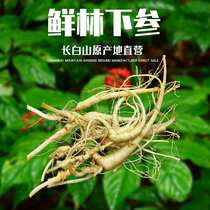 Freshly excavated understory ginseng from Changbai Mountain recommended for foodies cleaned and shipped soaked in wine and soup 500g