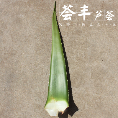 美国库拉索芦荟室内植物