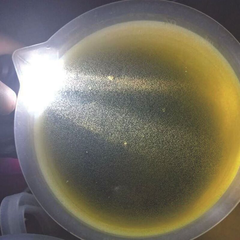 Seawater Rotifers, Seawater Chlorella, Ultra-High Density, Clownfish Breeding Starter Feed, Can Be Expanded for Cultivation