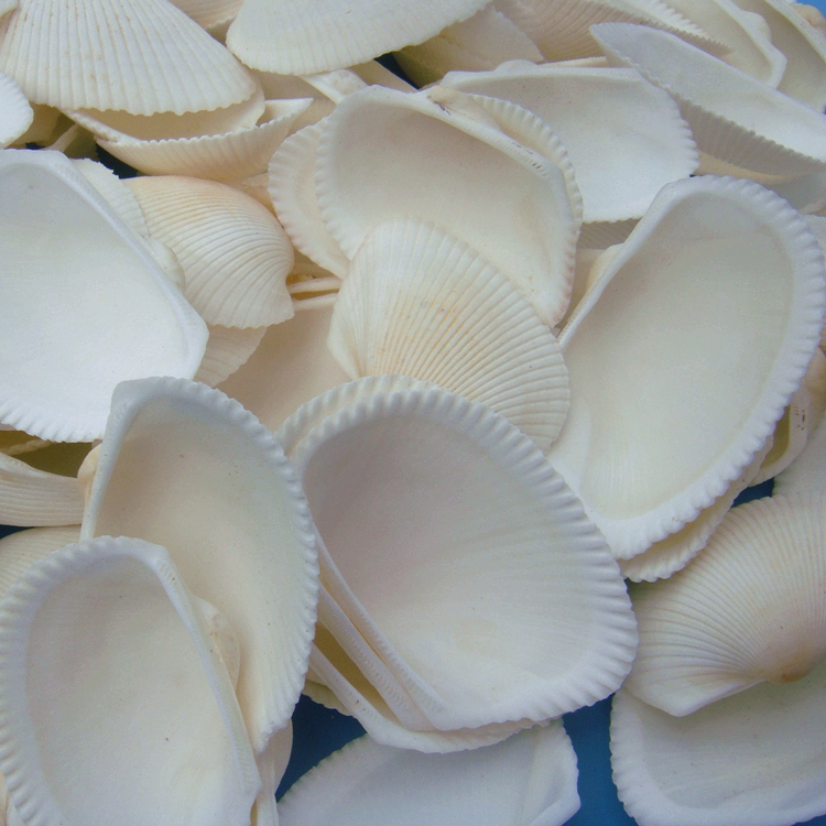 Natural Shells Sea Snail White Coconut Bay Fish Tank Aquarium Water Decoration Perforated White Mullet Hand Stickup Wall DIY