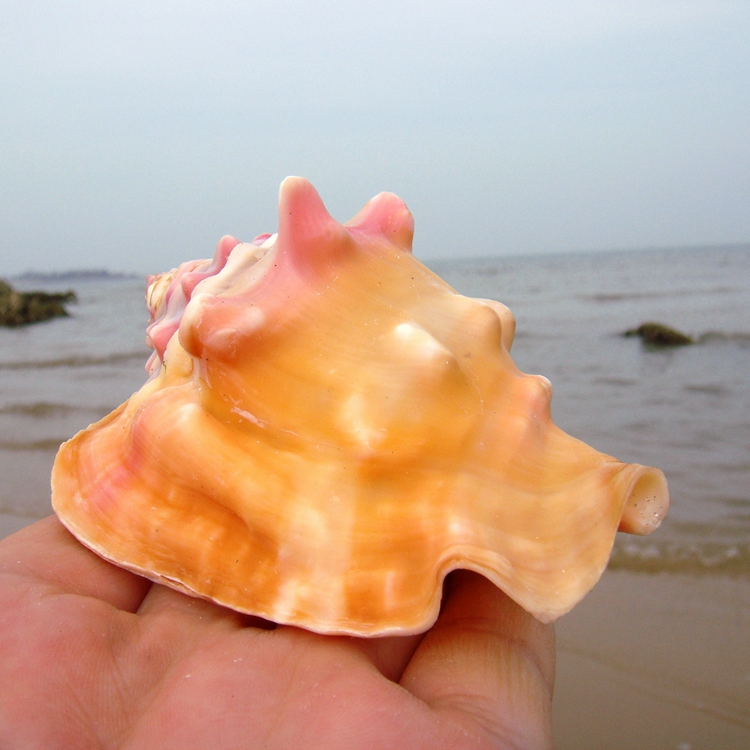 Natural conch shell rouge snail gift lucky town house wedding gift Home decoration Fish tank aquarium landscaping