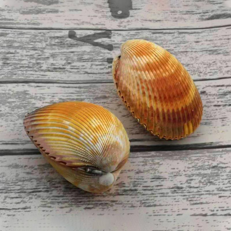 Sea Shell Bird Tail Tail Becky Couple Love Girlfriend Creative Gift Home Play