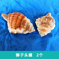 Улитка Львиная голова 2 шт 2 шт