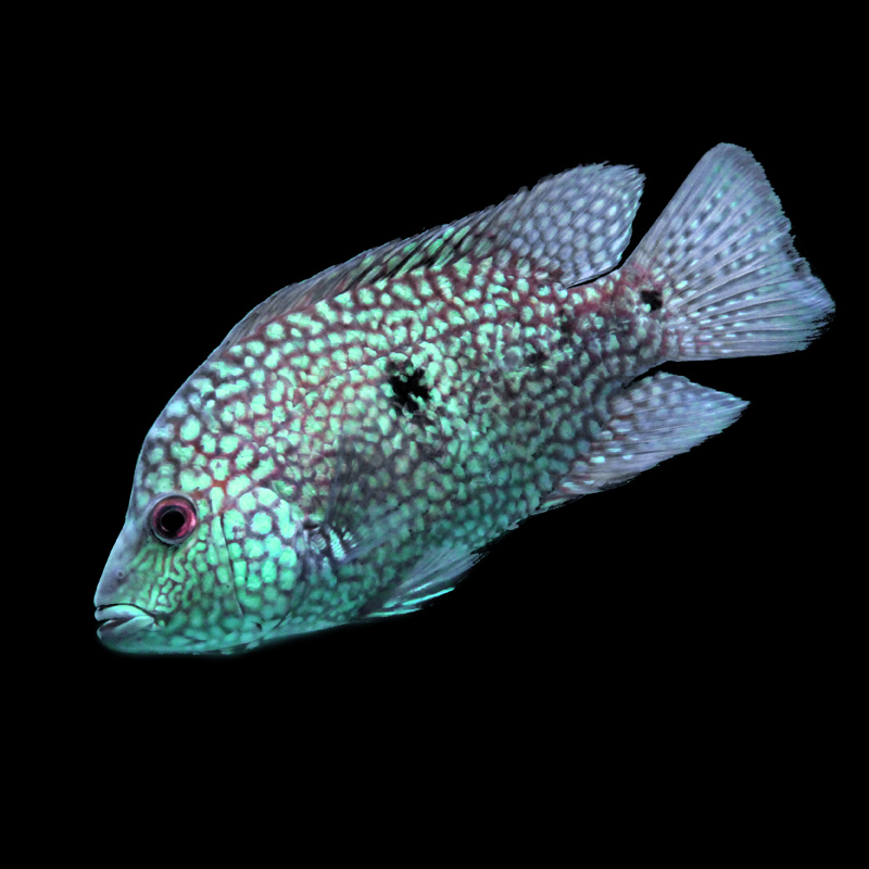 觀賞魚招財大型魚活體德州豹兇猛肉食魚綠巨人滿天星魚淡水混養 觀賞魚招財大型魚活體德州豹兇猛肉食魚綠巨人滿天星魚淡水混養