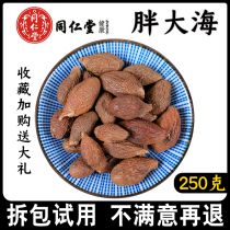 Beijing Tongrentang fat sea 250g selection of big hair throat fat sea tea herbal tea herbal tea and other Ophiopogon chrysanthemum tea