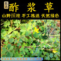 Freshly picked wood sorrel sour grass Chaoshan green grass hydrochloric acid chicken salty sour chicken sour rattan salty sour rattan salty sorrel grass