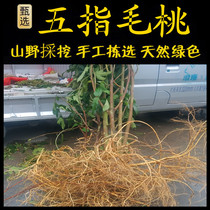 Five-finger hairy peach root freshly picked Chaoshan green herbal medicine Five-finger hairy peach root Five-finger hairy peach root Nanqi earth astragalus
