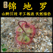 Freshly picked Chaoshan green grass fallen money flower Nailed money flower Jindi Luo Wenqian red immortals saliva golden bird plum