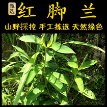Freshly picked Chaoshan green herbal medicine red-legged orchid red-legged blue red-legged Nanxingxiu Caishuipu silver red root red head rope