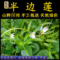 Lobelia Freshly Picked Chaoshan Green Herb Lobelia Lobelia Lobelia Lobelia Lobelia Lobelia Spartina Urgent Answer