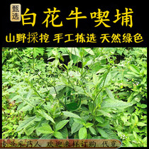 Freshly picked white flower grass head Chaoshan green grass white flower cow Chipu Niu Qipu Lao Yatou Maoji grass head