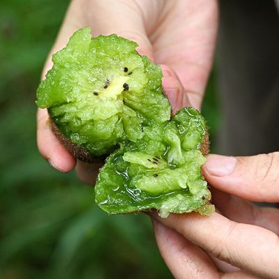 绿心猕猴桃新鲜包邮当季水果奇异果狝弥猴桃