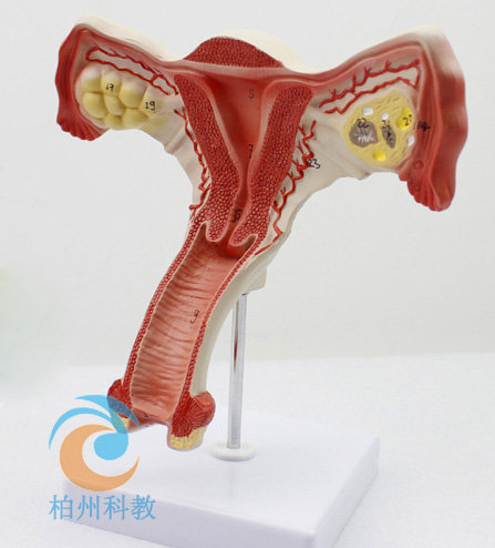 女性内生殖器模型