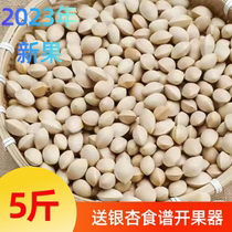 2023 fresh ginkgo ginkgo raw ginkgo kernel unbleached shelled ginkgo large grain Pizhou specialty