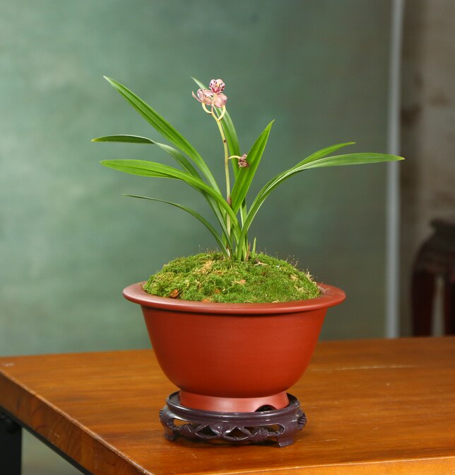 神力紫砂花盆