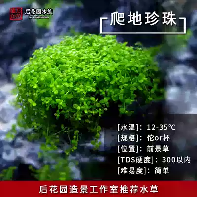 Climbing mini dwarf coriander foreground aquatic plant underwater leaf aquatic grass back garden aquarium