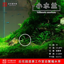 Mini-hydra grassland native stream fish tank construction package negative underwater freshwater plants