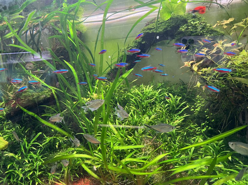 小磊水草店