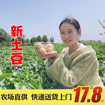 Xiaoling Farm 2024 свежие сорта Potato Potato Potato Su North farmhouse чтобы заказать овощи при посадках