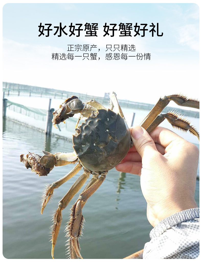 阳澄湖大闸蟹提货卡3688型8只