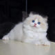 Purebred puppet cat kitten long-haired fairy cat double sea blue eyes living domestic pet cat CFA pedigree level