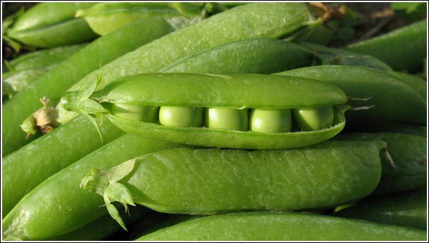 Pu Su Baby Cream 20G Food grade