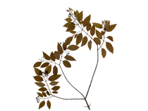  (PU SU PURE SOUL) Quiet Zhiyuan Night Essence 6ml