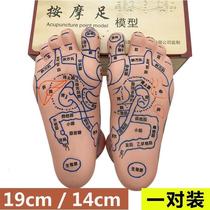 Foot Acupoint Model 19cm Ultra Clear Soft Lettering Foot Model Point Acupoint Massage Plantar Reflex Zone Foot Foot