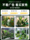 Simulated Green Plant Landscape, Tropical Artificial Plants, Indoor Mountain-Style Restaurant, Store Artificial Trees, Partition, Window Atmosphere Decoration