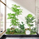 Simulated Green Plant Landscaping Combination Window Decoration Fake Plant Landscaping Balcony Layout Entrance Hall Indoor Atmosphere Tree