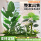 Artificial Green Plant Landscaping Combination for Balcony, Under-Stair Fake Plant Landscape, Indoor Entrance Partition, and Mall Decorative Ornaments