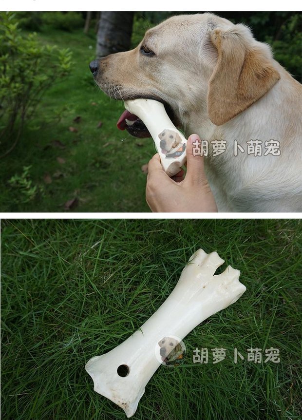 Chó mol gậy Labrador Golden Retriever Alaska đồ ăn nhẹ làm sạch răng xương chó con lớn cắn xương cắn pate cho chó