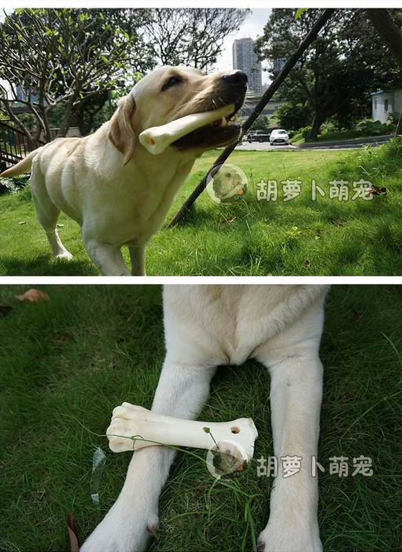 Chó mol gậy Labrador Golden Retriever Alaska đồ ăn nhẹ làm sạch răng xương chó con lớn cắn xương cắn