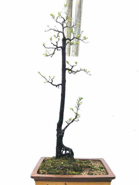 Small leaf red sandalwood bonsai stump boutique root tree indoor flower black bone tea ebony potted plant bonsai Small leaf red sandalwood bonsai stump boutique root tree indoor flower black bone tea ebony potted plant bonsai