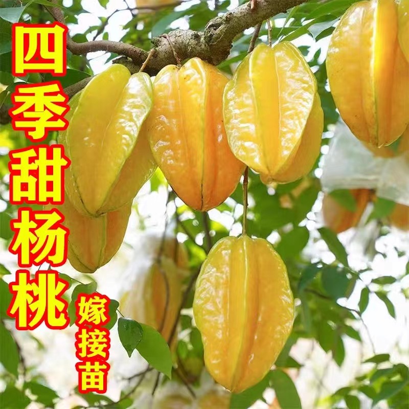 东方丰选果苗