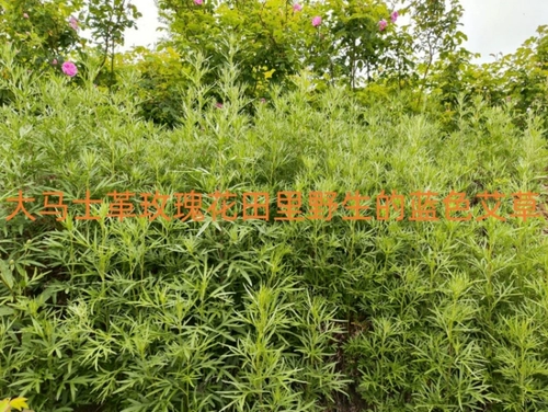 Гидролат с горькой полынью, тонер, влажный спрей, 500 мл, против темных кругов под глазами