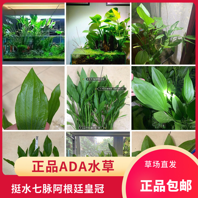 Seven-veined Argentine crown emergent water leaves ada landscaping water grass tank living background grass self-support