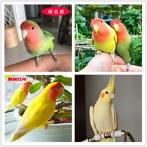 Tiger skin parrot live bird yellow peach green peach talking pet bird live small domestic Xuanfeng bird live