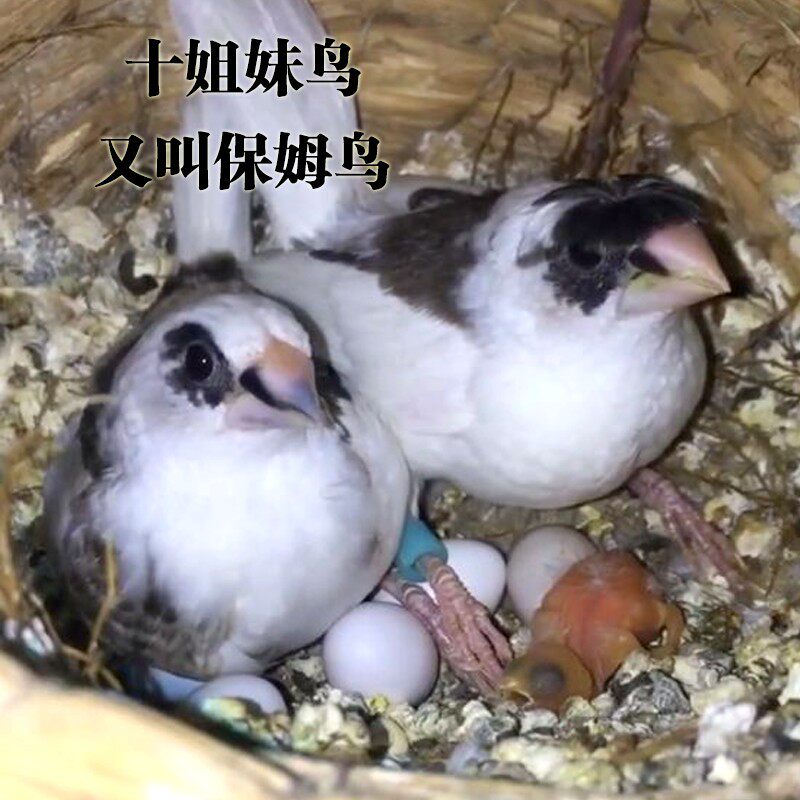 Bird live nanny bird ten sisters pearl bird Venebird live bird pet bird with birdwatching white red eye